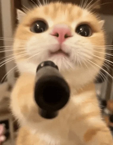 meowcat.webp