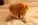 1771071327379.webp