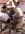 owl_pic_720_6eefa960ab27cab0b0ccbfa969e22ebf.webp