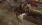 7.webp