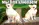 3851.webp