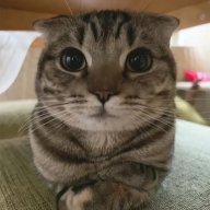 антимеметика