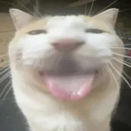 Тушенка из котят