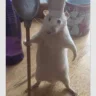 шамек